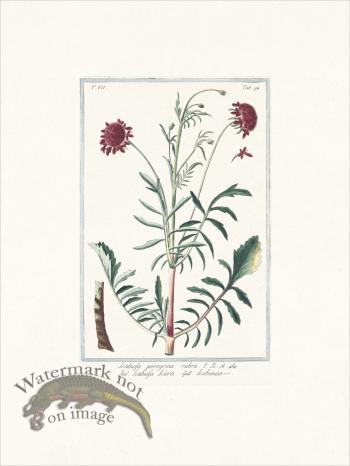 Bonelli 694 Pincushion Flower